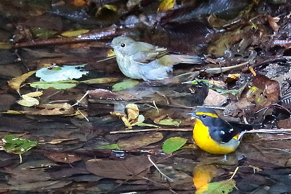 複数の小鳥が仲良く水浴び_d0334291_17270513.jpg