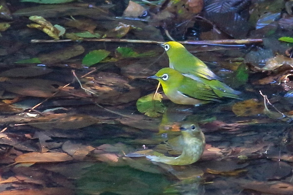 複数の小鳥が仲良く水浴び_d0334291_17273496.jpg