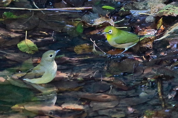 複数の小鳥が仲良く水浴び_d0334291_17275357.jpg