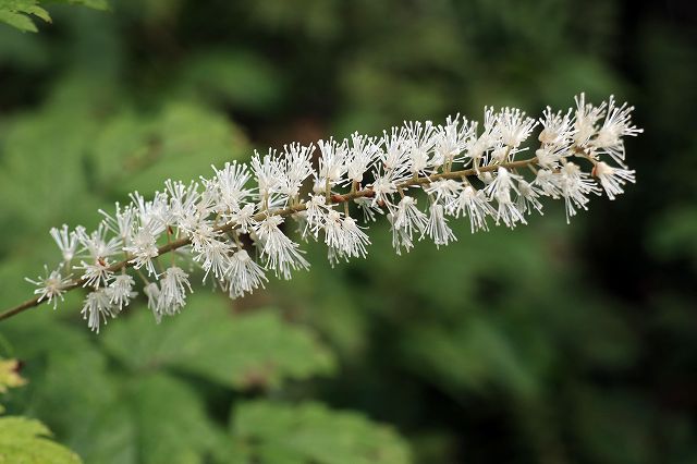 e0137200_124172.jpg