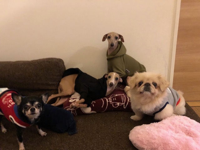 f0242002_16352867.jpeg
