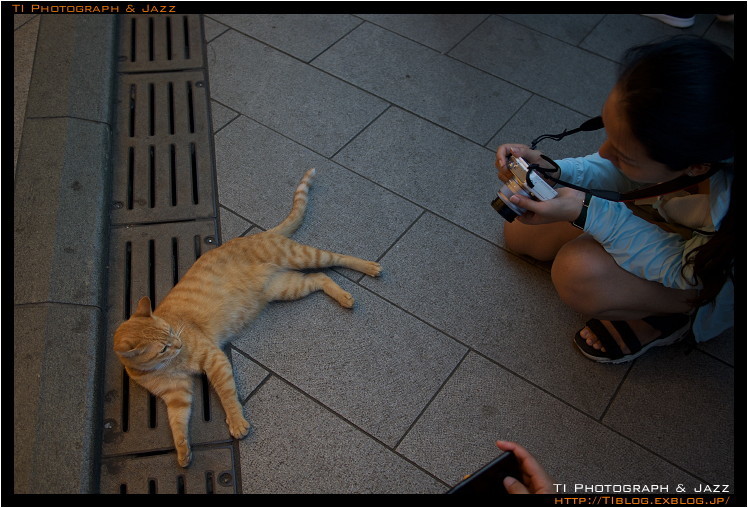 えのしまのねこ_b0134013_20202608.jpg