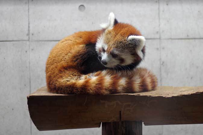 ナイトズー2018～ナイト・オブ・ザ・マヌル（埼玉県こども動物自然公園）_b0355317_19450668.jpg