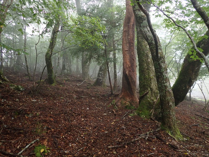 f0193521_20224824.jpg