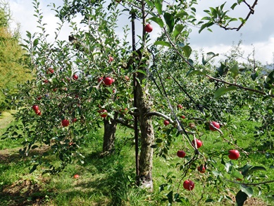c0204725_15373194.jpg