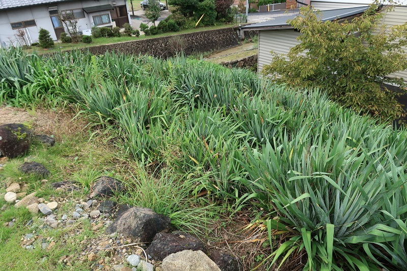 土の匂いを嗅ぐ_f0076731_13371063.jpg