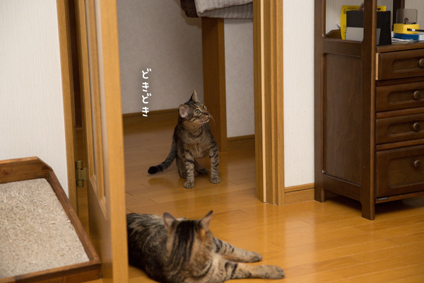 びびりさんにお手本。_d0355333_16570016.jpg
