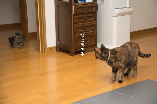 ゆずぽんのよい仕事_d0355333_16571008.jpg