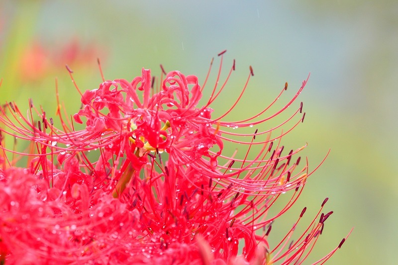 雨の雫と彼岸花・2_f0327034_17143166.jpg