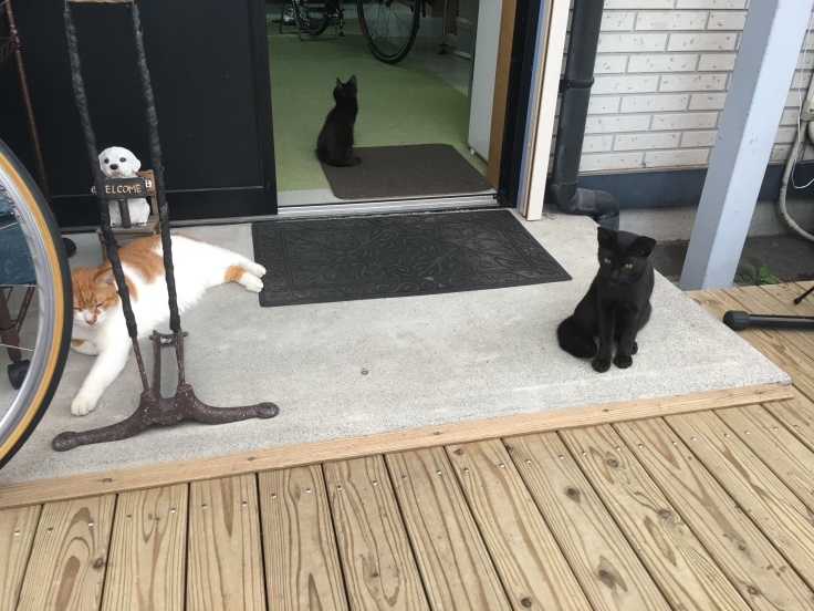 黒猫の日_b0060239_13181688.jpeg