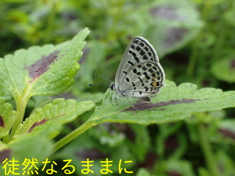 d0285540_16042821.jpg