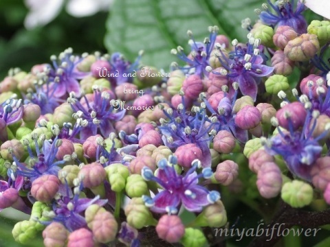カラフルな紫陽花 デイゴ ランタナ 江の島にて 風と花を紡いで