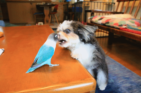 c0145250_10352949.gif