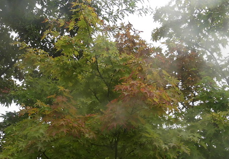 e0172950_20131093.jpg