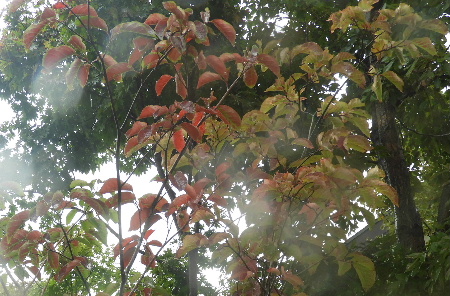 e0172950_20132030.jpg