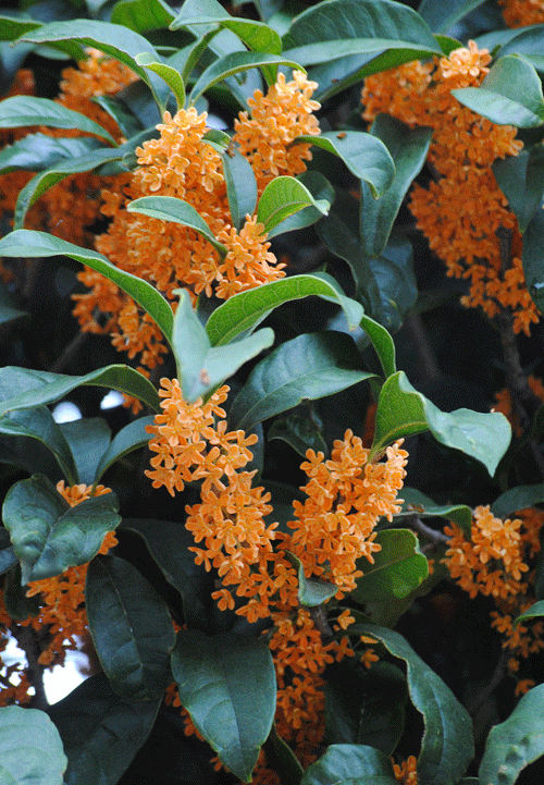 a0001354_21123979.gif