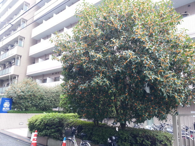 金木犀と台風24号 18 北上野二丁目町会 山伏町会 青年部