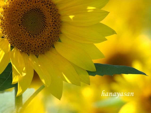 9月の向日葵🌻_b0186563_10520981.jpg