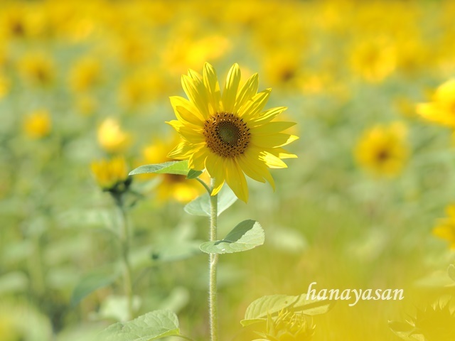9月の向日葵🌻_b0186563_10522075.jpg
