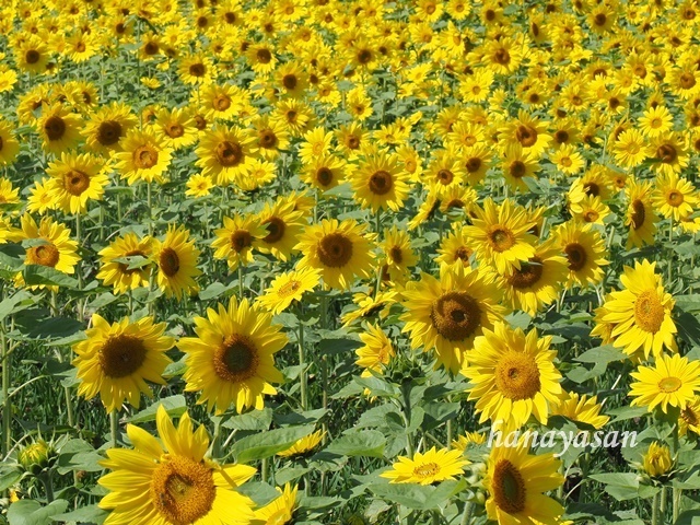 9月の向日葵🌻_b0186563_10523217.jpg