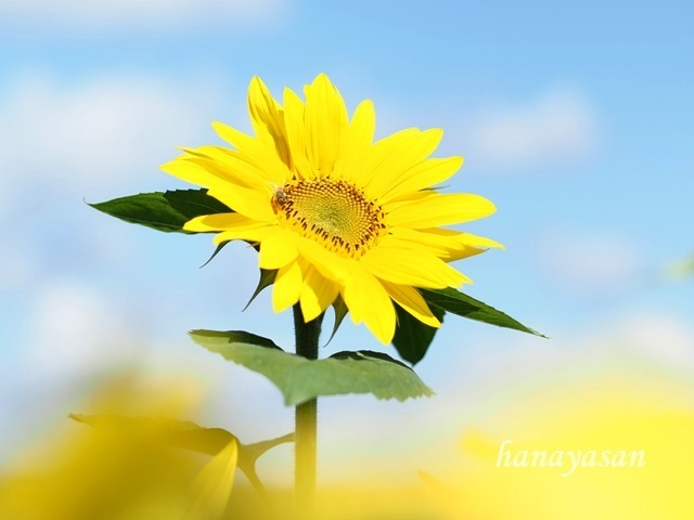 9月の向日葵🌻_b0186563_10523692.jpg
