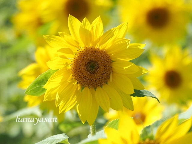 9月の向日葵🌻_b0186563_10524214.jpg