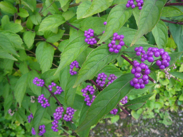 f0042665_16163735.jpg