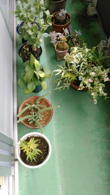 ベランダの植木片付けてっと_c0162773_16102489.jpg