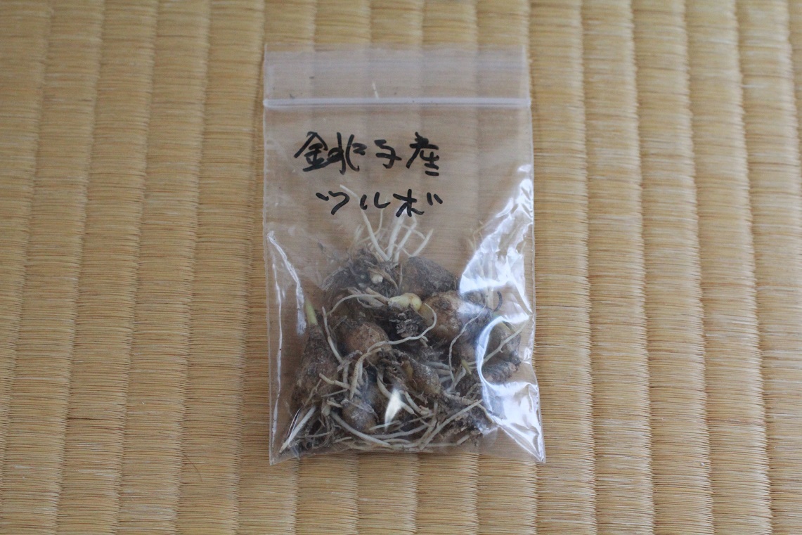 心のこもった花々を植える ~ツルボ~_a0107574_15283024.jpg