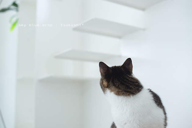 曲者_d0355575_10463326.jpg