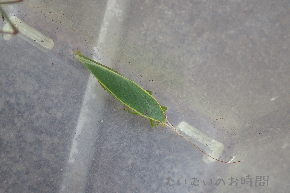 アオマツムシ ~鳴く虫リベンジ(3)~_b0116682_11252425.jpg