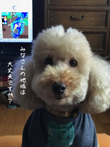 a0216583_19534136.png