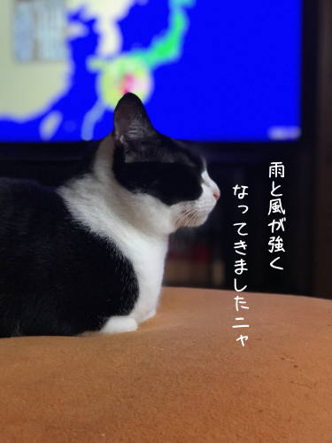 a0216583_19534422.png