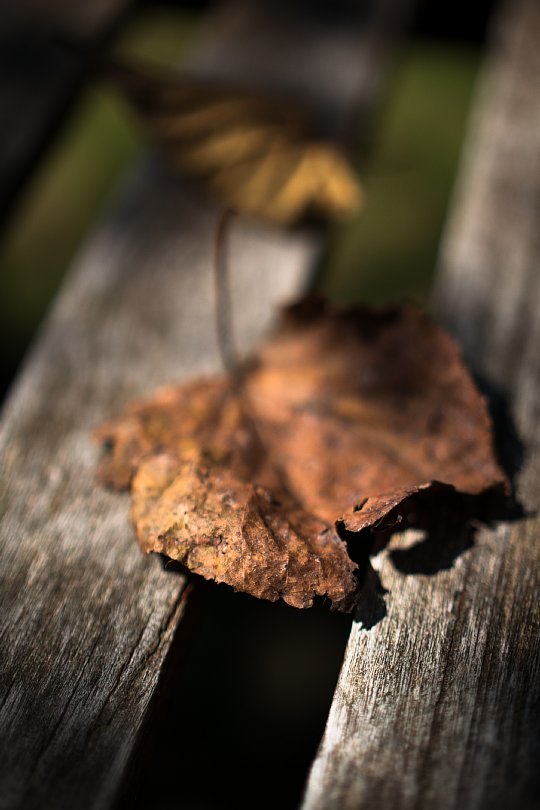 An Invisible Man On A Bench Savoring Falling Leaves_d0353489_12473590.jpg