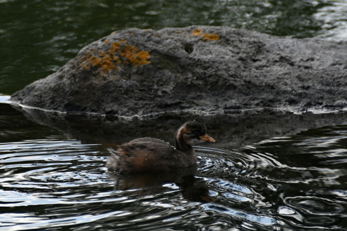 久しぶりの昭和記念公園_a0127090_20134837.jpg