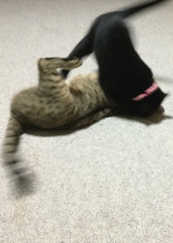 台風近づく_e0358096_17232782.jpeg
