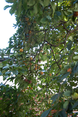 f0239100_22283310.jpg