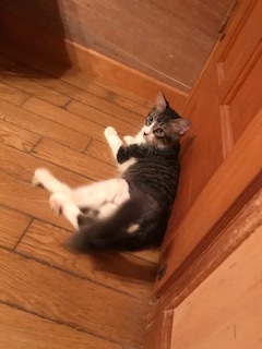 梵くんの募集を始めます!_f0242002_19452818.jpg