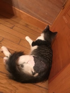 梵くんの募集を始めます!_f0242002_19453435.jpg