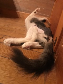梵くんの募集を始めます!_f0242002_19473619.jpg