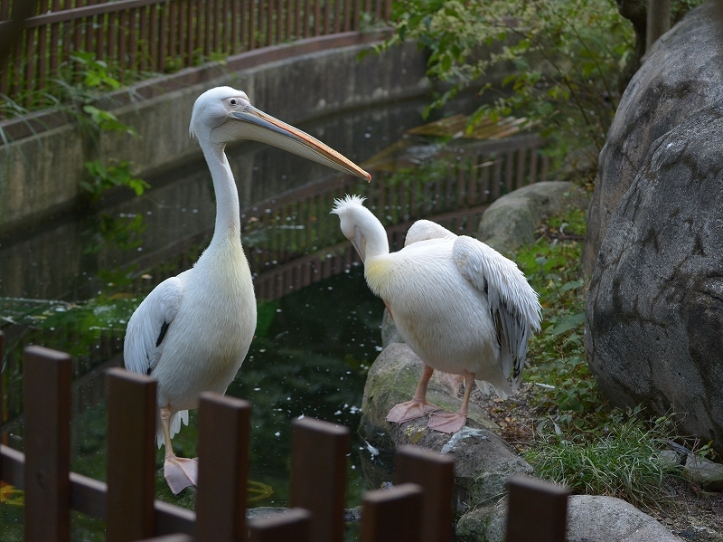 a0164204_10215748.jpg