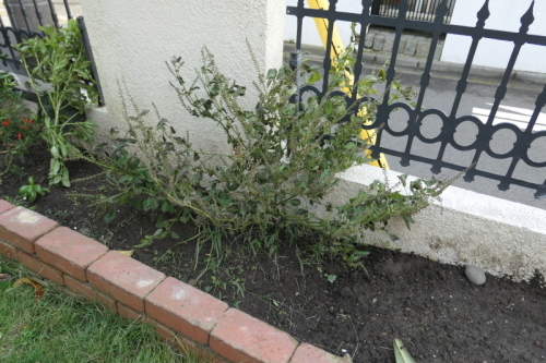 f0369014_10275701.jpg