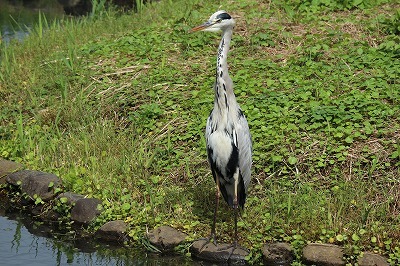 蟹ヶ谷公園_e0373815_12225601.jpg