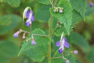 e0373815_12264904.jpg