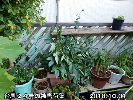 e0033229_17002913.jpg