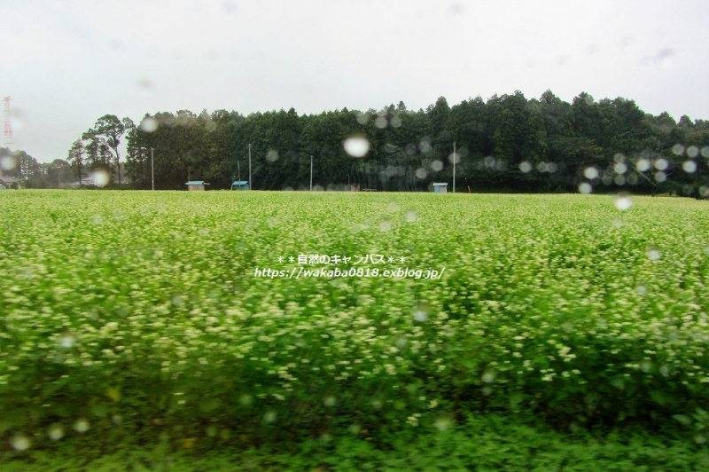 e0052135_16144281.jpg