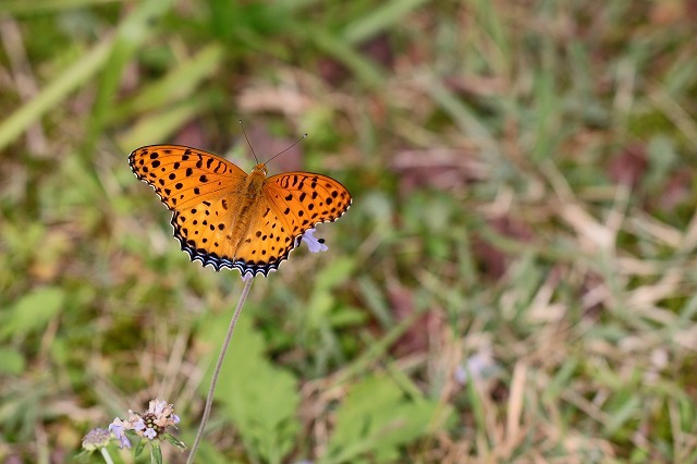 a0242438_21235996.jpg