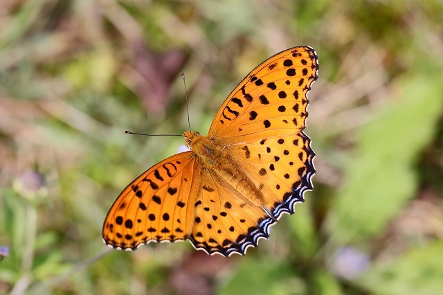a0242438_21240041.jpg