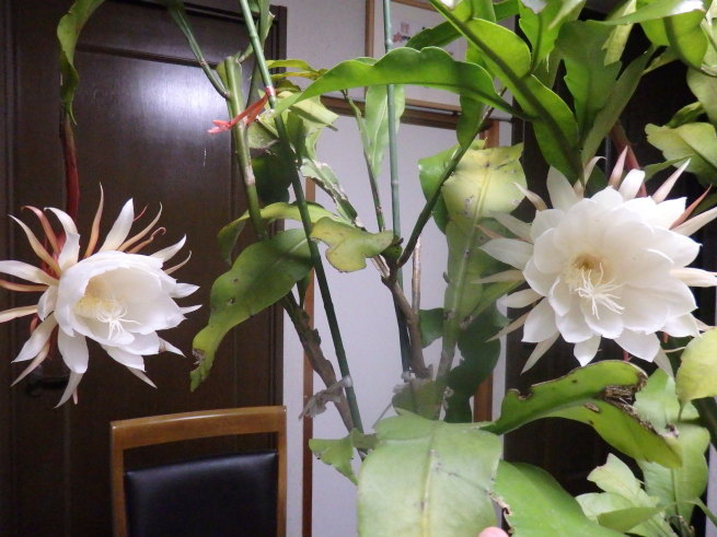 a0054240_20204067.jpg