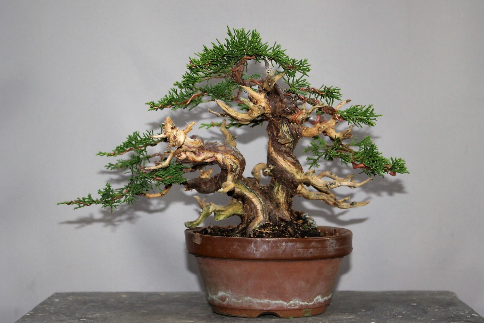 盆栽　真柏　双幹 盆栽　真柏　双幹